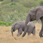 elephants-scaled